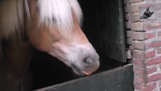 Лошадь - битбоксер - Как разговаривают животные, когда им есть что сказать