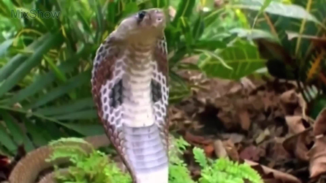 Чем опасна индийская кобра - Самые опасные змеи на планете